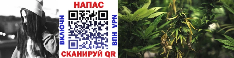 Конопля MAZAR Дыгулыбгей